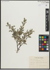 Foto von Salix arbuscula L.